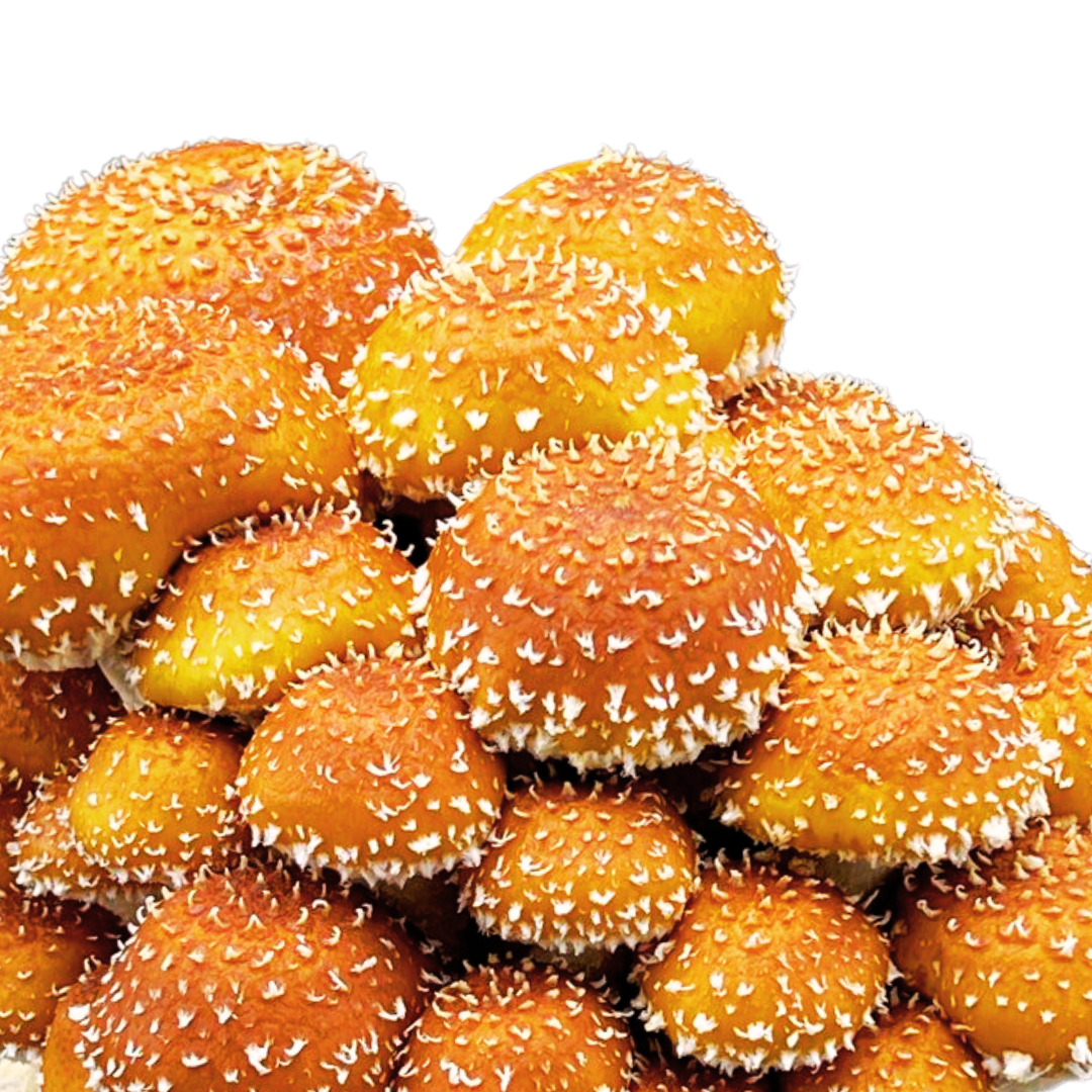 Flüssigmyzel vom Chestnut | Pholiota adiposa - Pilzwunder