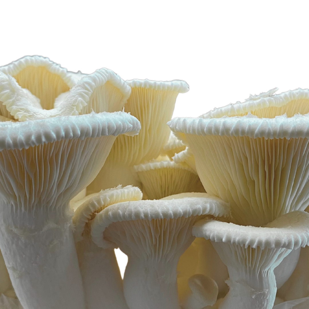 Flüssigmyzel vom Eichenseitling | Pleurotus dryinus - Pilzwunder