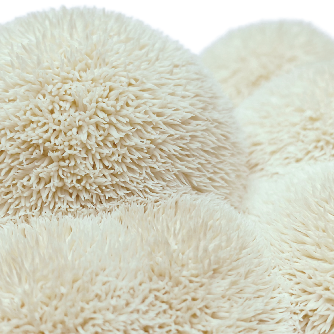 Flüssigmyzel vom Igelstachelbart | Hericium americanum - Pilzwunder
