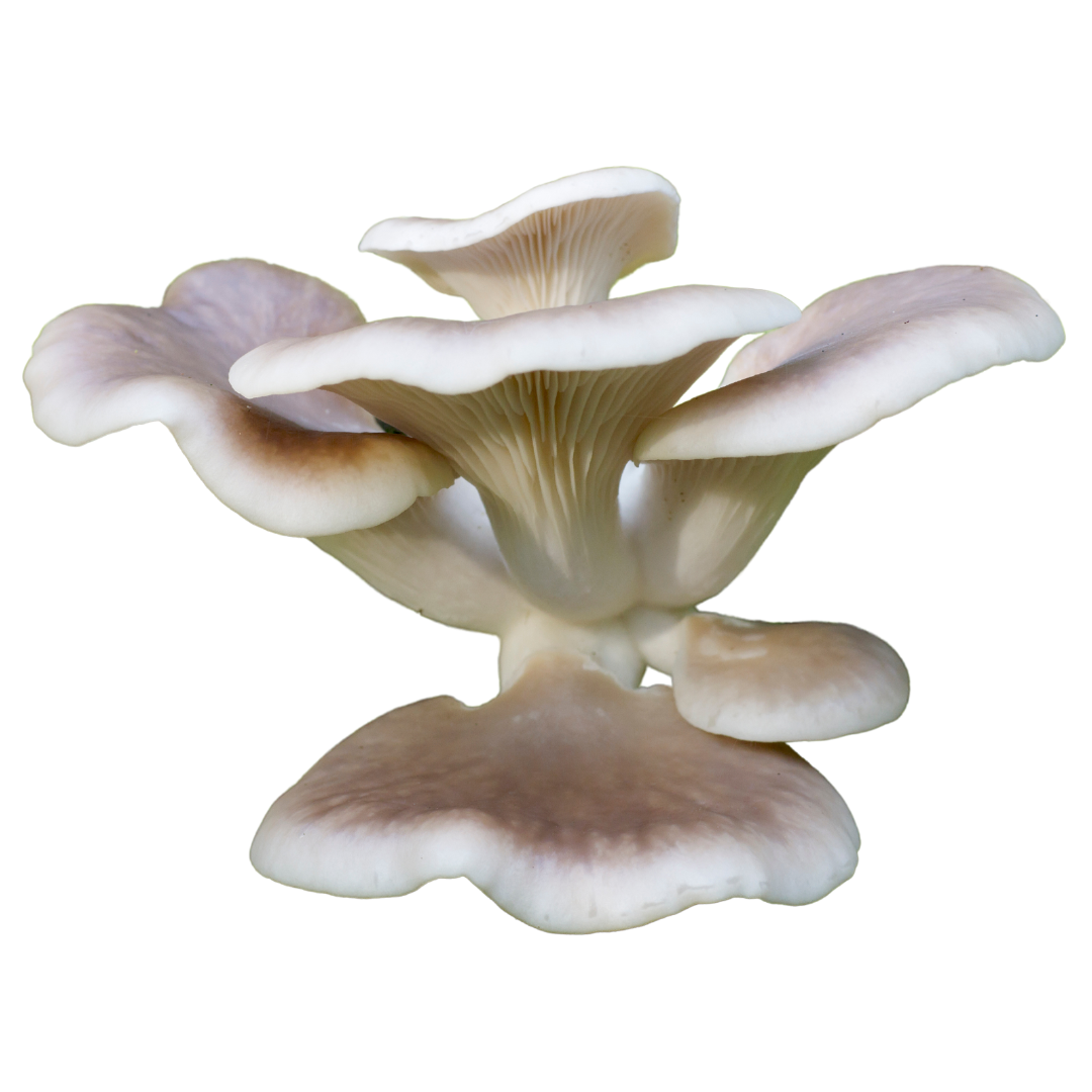 Flüssigmyzel vom Estragonseitling | Pleurotus euosmus - Pilzwunder