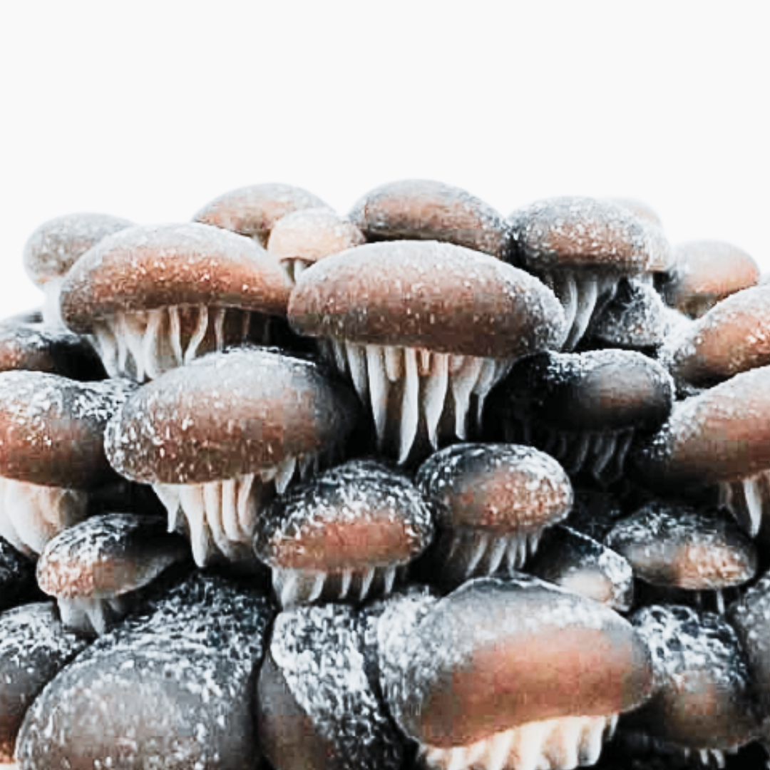 Flüssigmyzel vom Wilder Austernseitling | Pleurotus ostreatus - Pilzwunder