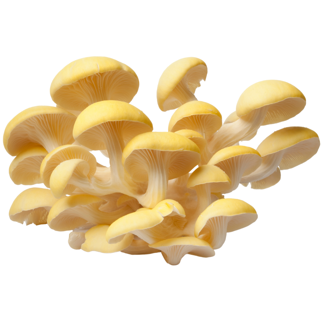 Flüssigmyzel vom Limonenseitling | Pleurotus citrinopileatus - Pilzwunder