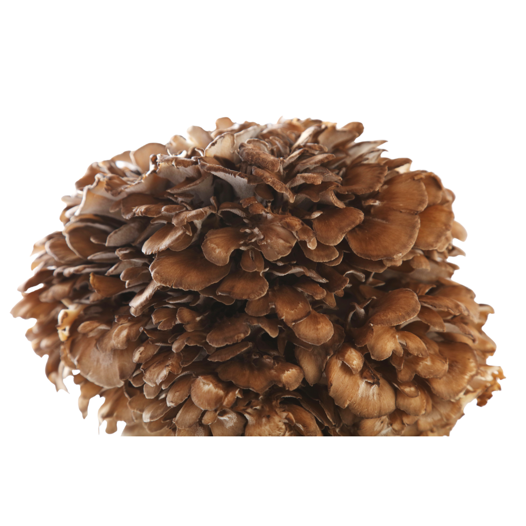Flüssigmyzel vom Maitake | Grifola frondosa - Pilzwunder