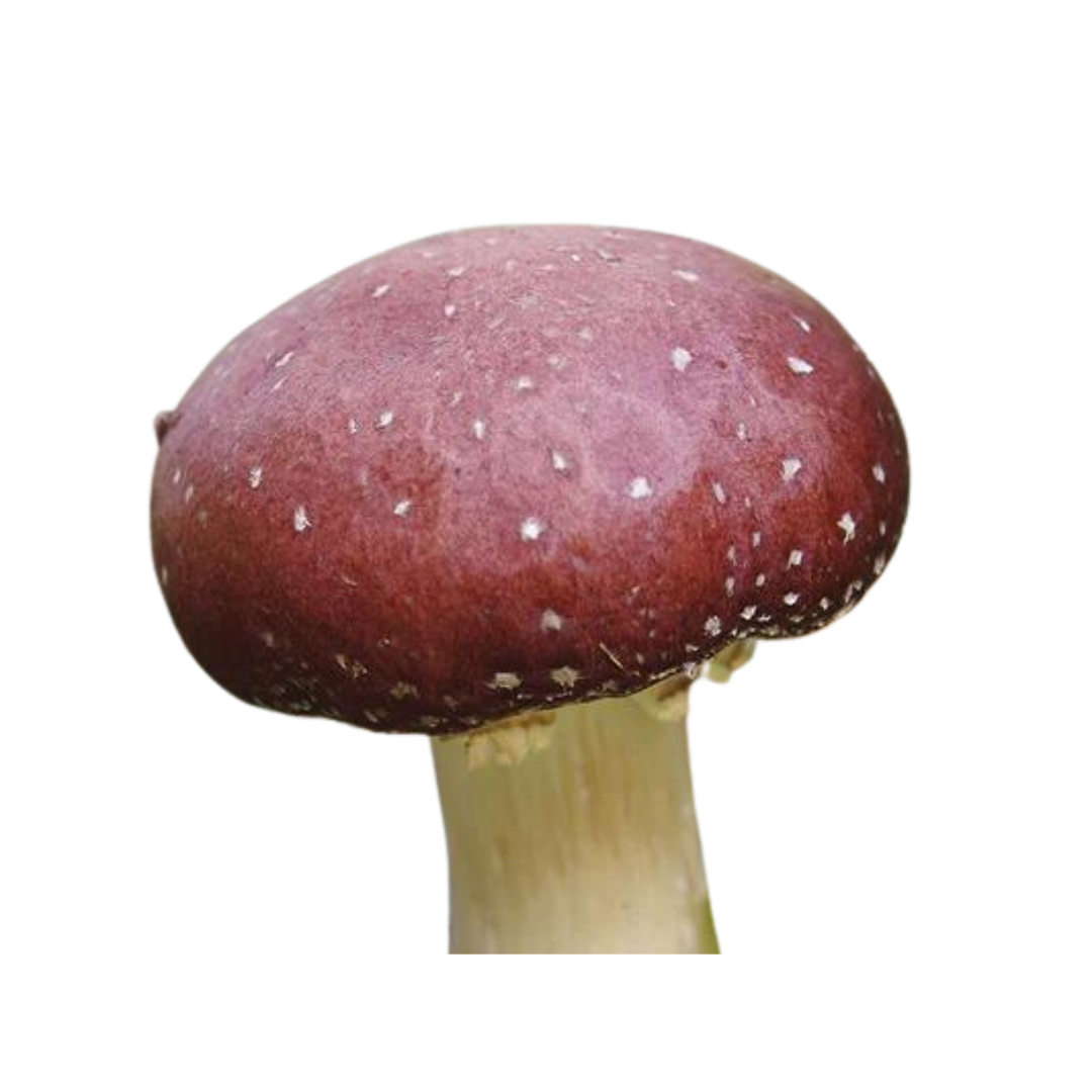 Flüssigmyzel vom Braunkappe | Stropharia rugosoannulata - Pilzwunder