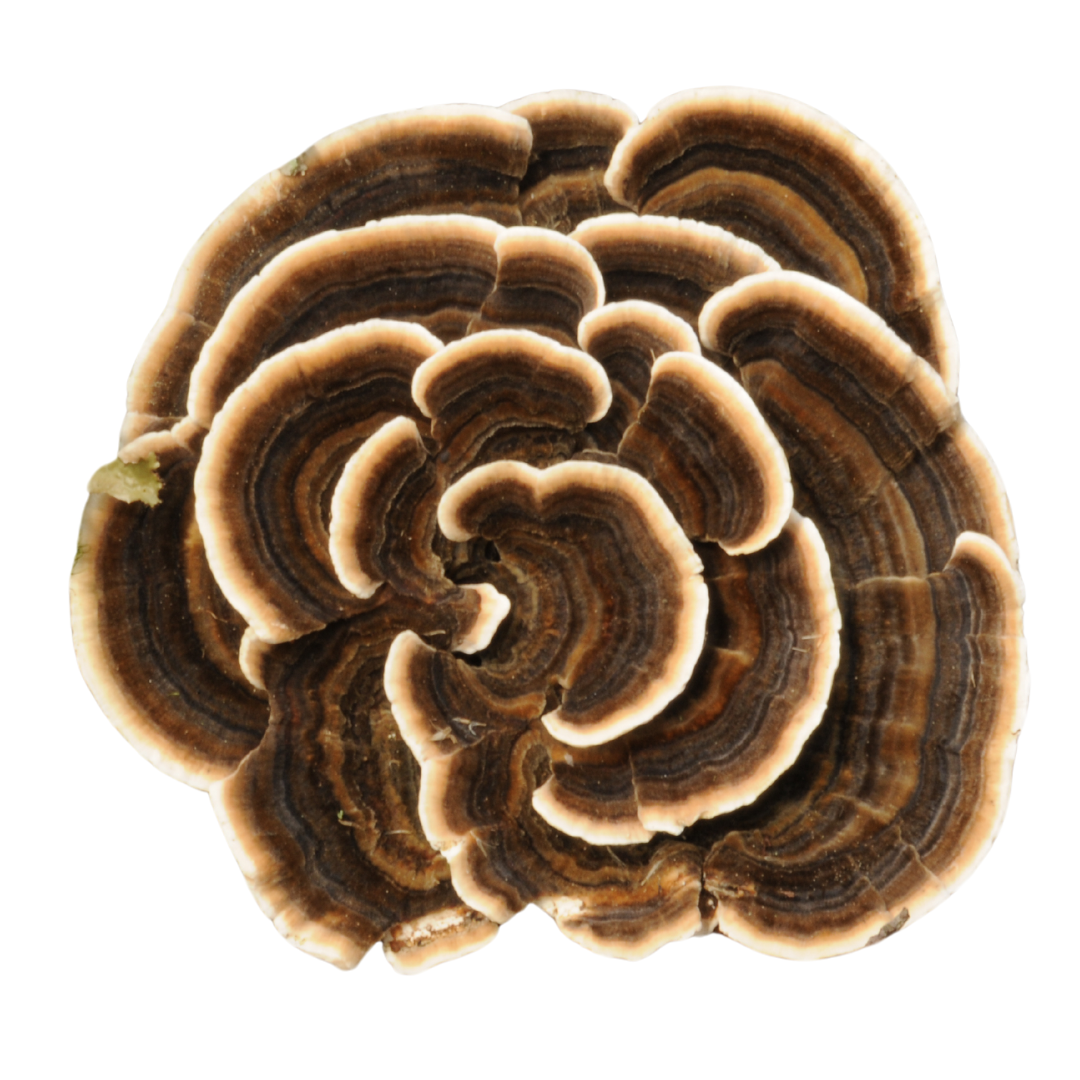 Flüssigmyzel vom Schmetterlingstramete | Trametes versicolor - Pilzwunder