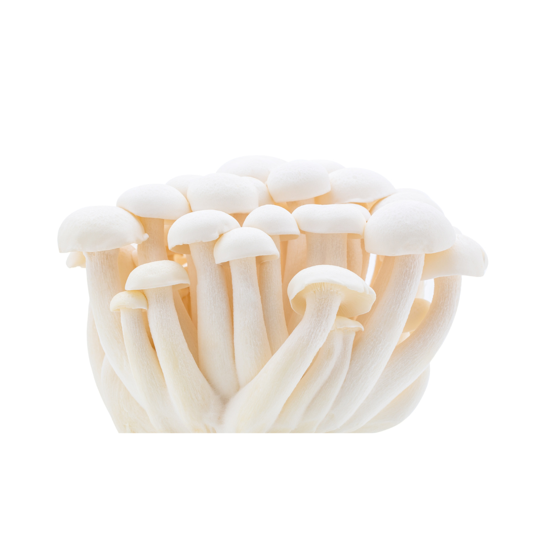 Flüssigmyzel vom weißen Shimeji | Hypsizygus tessulatus