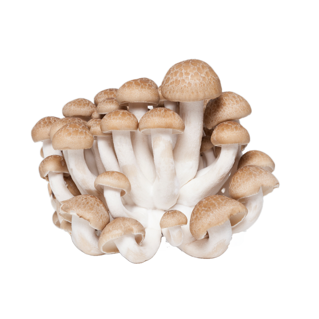 Flüssigmyzel vom braunen Shimeji | Hypsizygus tessulatus