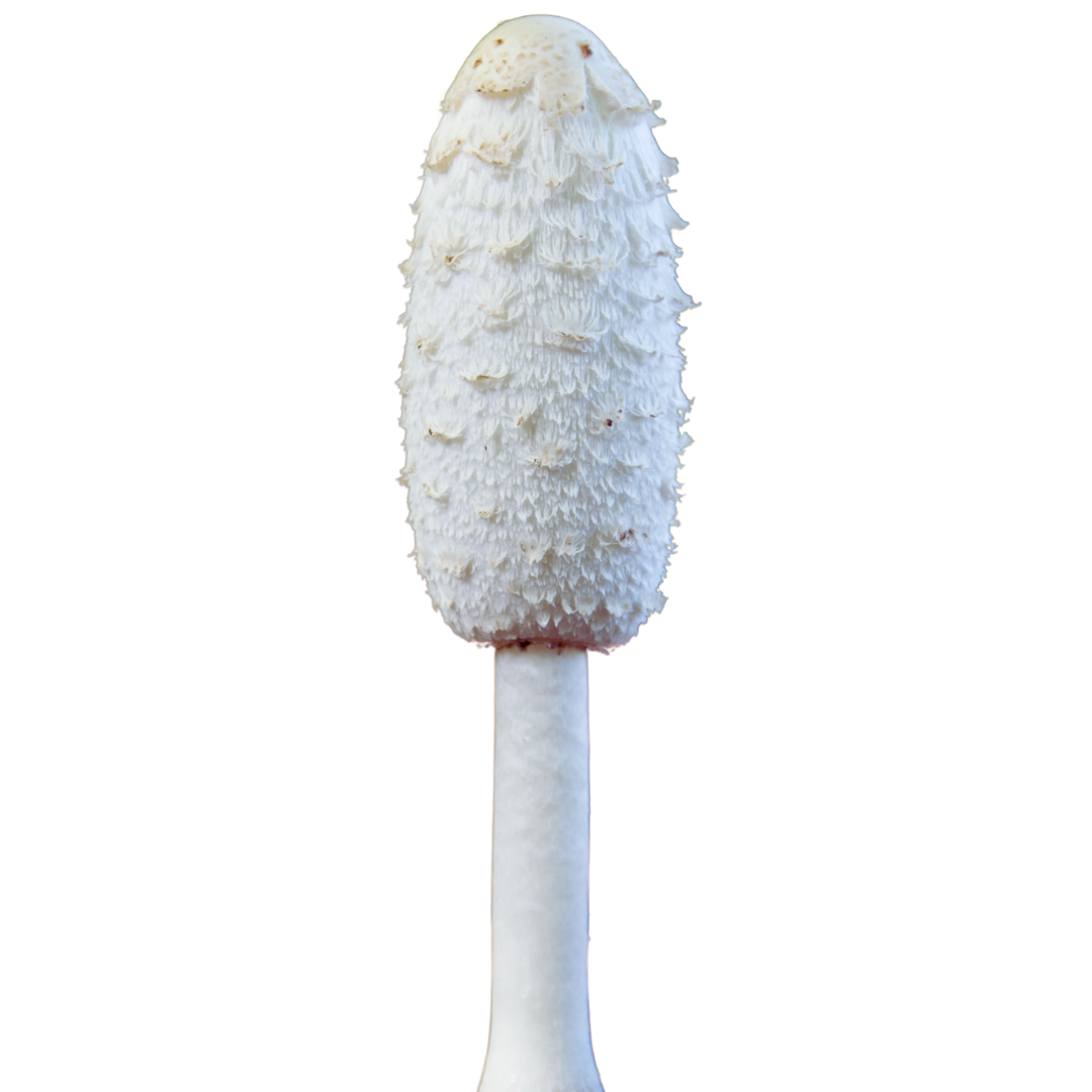 Flüssigmyzel vom Schopftintling | Coprinus comatus