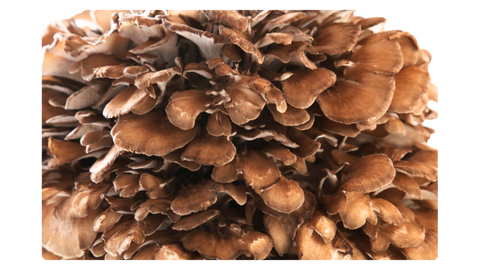 Maitake