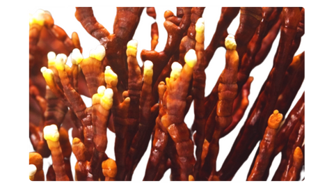Reishi