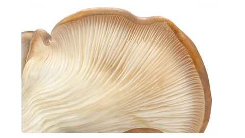 Abalone