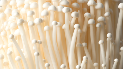 Enoki