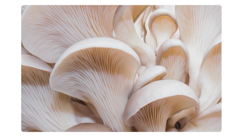 White Pearl Oyster