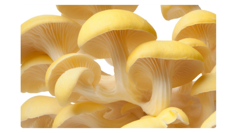 Limonenseitling