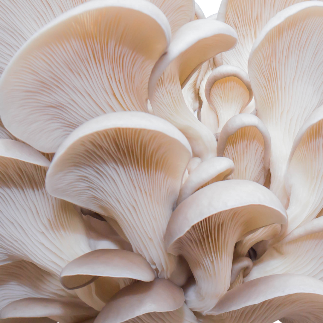 Flüssigmyzel vom White Pearl Oyster | Pleurotus ostreatus var. - Pilzwunder