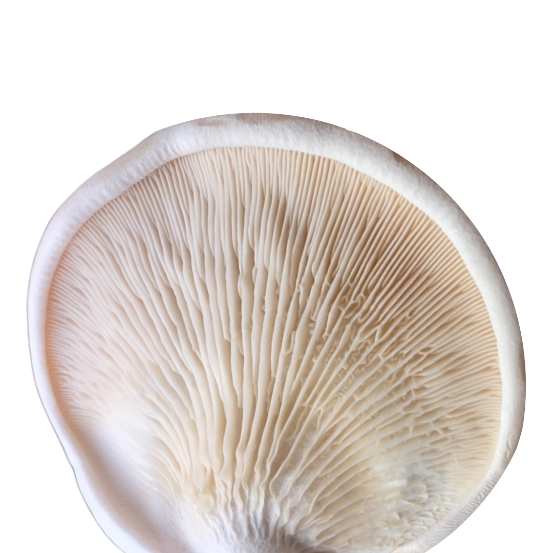 Flüssigmyzel vom Fenchelseitling| Pleurotus eryngii var. ferulae - Pilzwunder