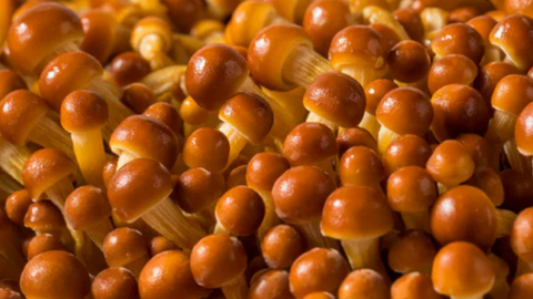 Golden Enoki