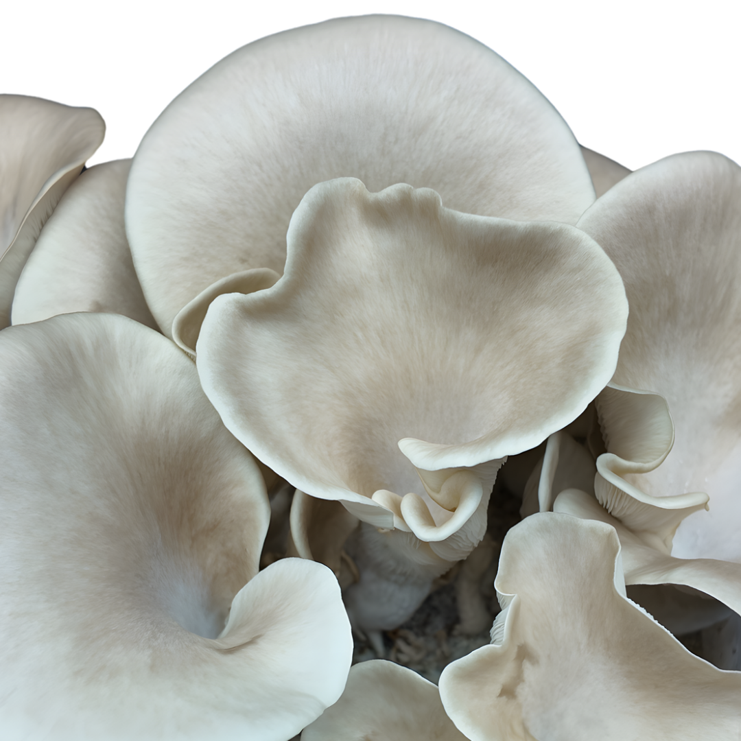 Flüssigmyzel vom wilden Lungenseitling | Pleurotus pulmonarius