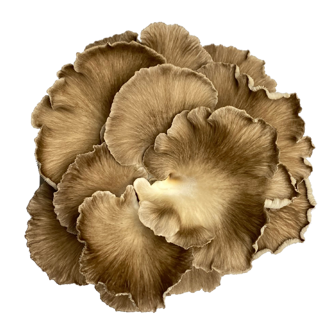 Flüssigmyzel vom Kastanienseitling | Pleurotus pulmonarius var. - Pilzwunder