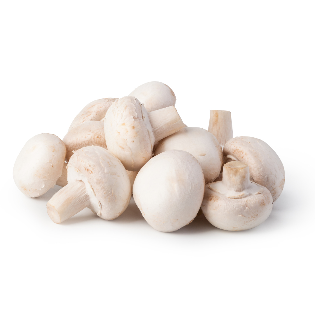 Flüssigmyzel vom weißen Champignon | Agaricus bisporus