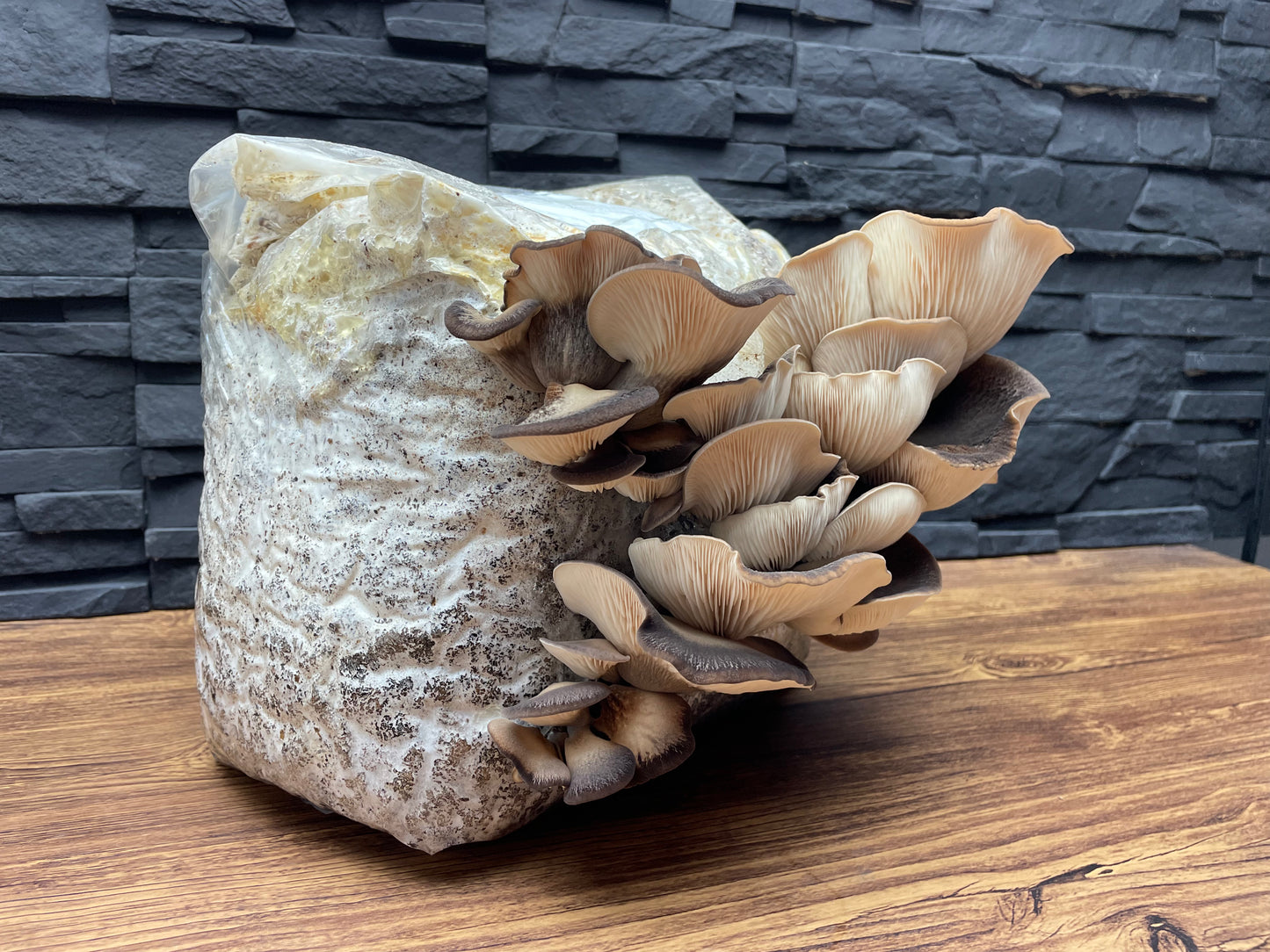 Flüssigmyzel vom Abalone | Pleurotus cystidiosus