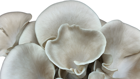 Wilder Lungenseitling