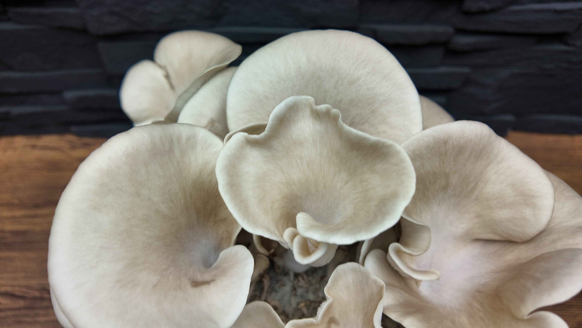 Flüssigmyzel vom wilden Lungenseitling | Pleurotus pulmonarius