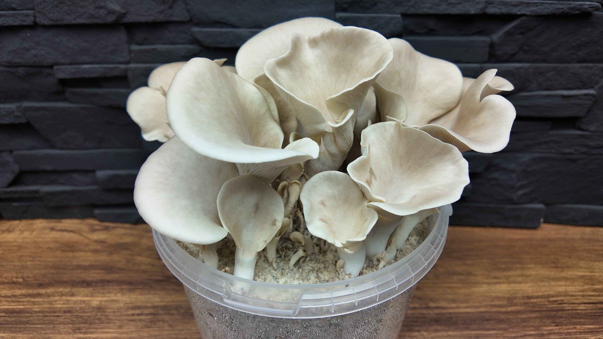 Flüssigmyzel vom wilden Lungenseitling | Pleurotus pulmonarius