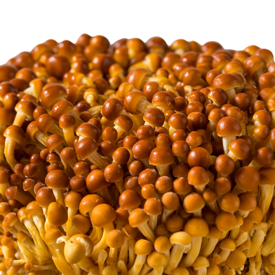 Flüssigmyzel vom Golden Enoki | Flammulina Velutipes - Pilzwunder