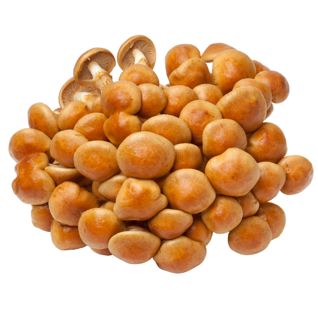 Flüssigmyzel vom Nameko | Pholiota nameko - Pilzwunder