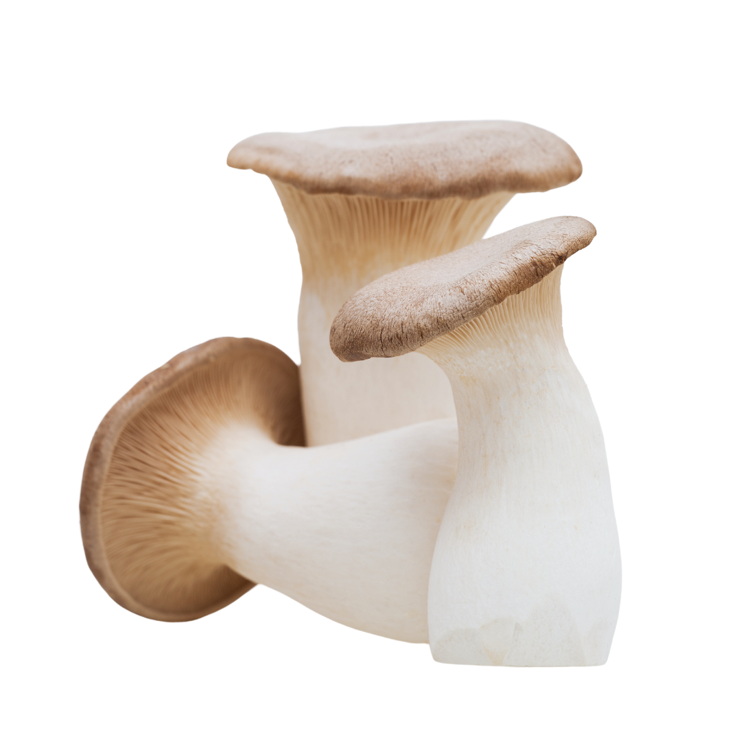 Flüssigmyzel vom Kräuterseitling | Pleurotus eryngii