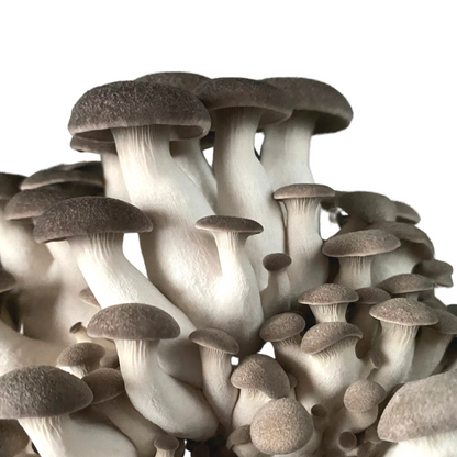 Flüssigmyzel vom Black Pearl King Oyster| Pleurotus ostreatus hybrid - Pilzwunder
