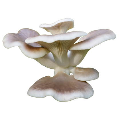 Flüssigmyzel vom Estragonseitling | Pleurotus euosmus - Pilzwunder