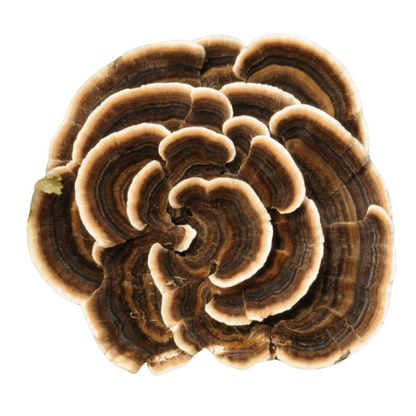 Flüssigmyzel vom Schmetterlingstramete | Trametes versicolor - Pilzwunder