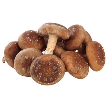 Flüssigmyzel vom Shiitake | Lentinula edodes - Pilzwunder