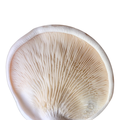 Flüssigmyzel vom Fenchelseitling| Pleurotus eryngii var. ferulae - Pilzwunder