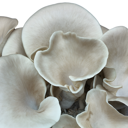 Flüssigmyzel vom wilden Lungenseitling | Pleurotus pulmonarius