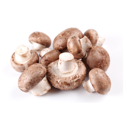 Flüssigmyzel vom braunen Champignon | Agaricus bisporus