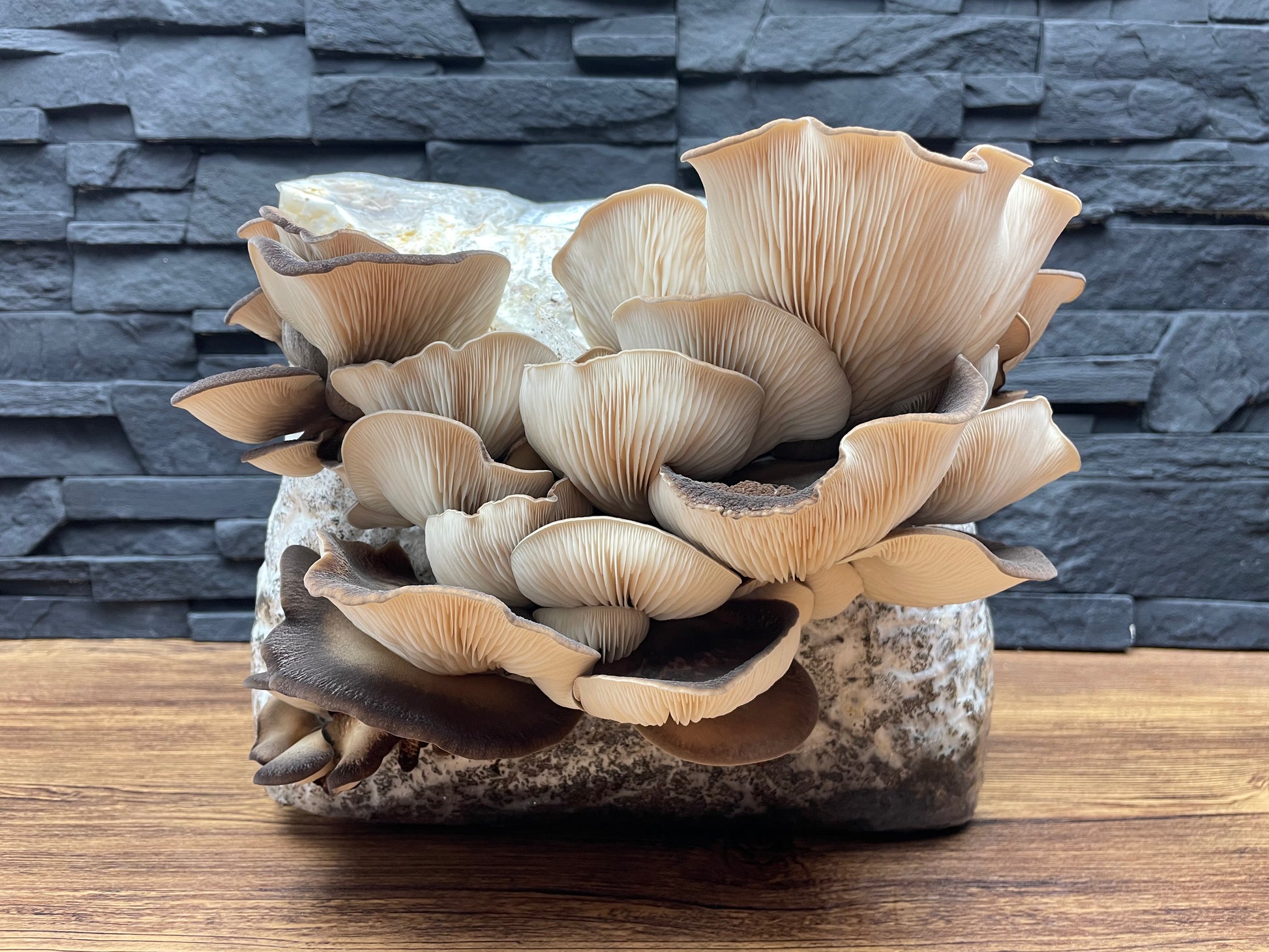 Flüssigmyzel vom Abalone | Pleurotus cystidiosus