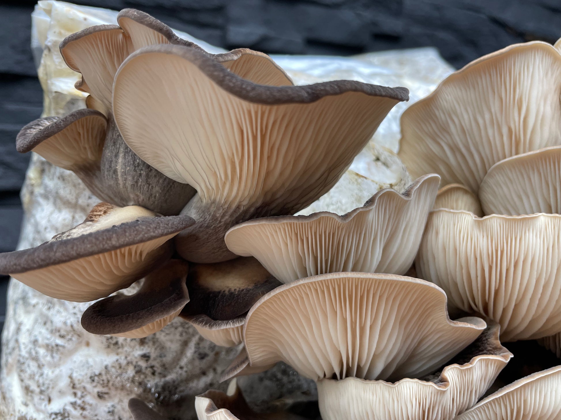 Flüssigmyzel vom Abalone | Pleurotus cystidiosus