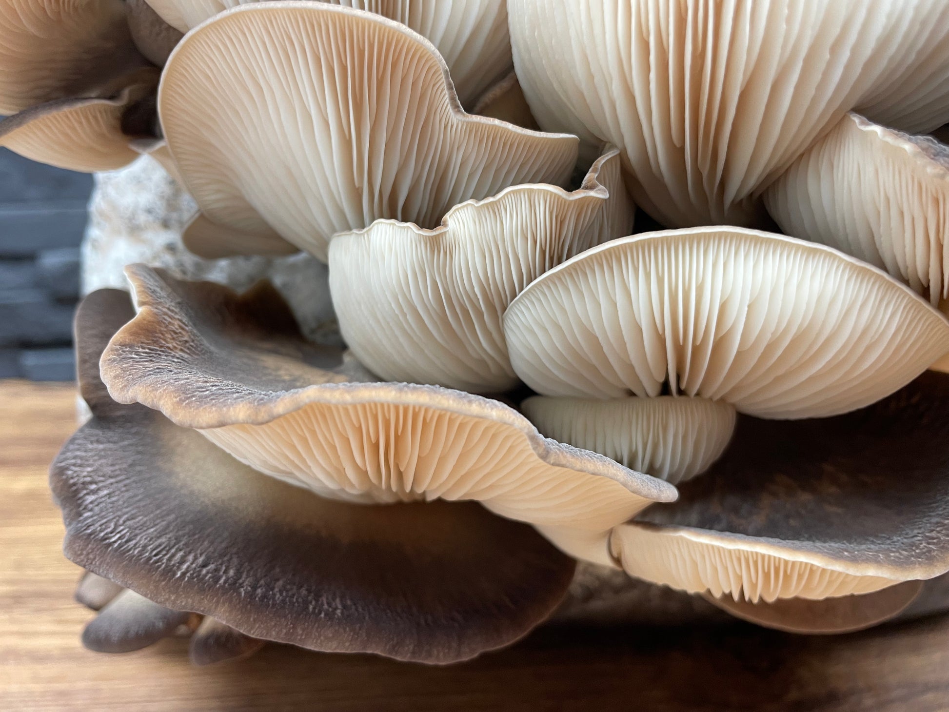 Flüssigmyzel vom Abalone | Pleurotus cystidiosus