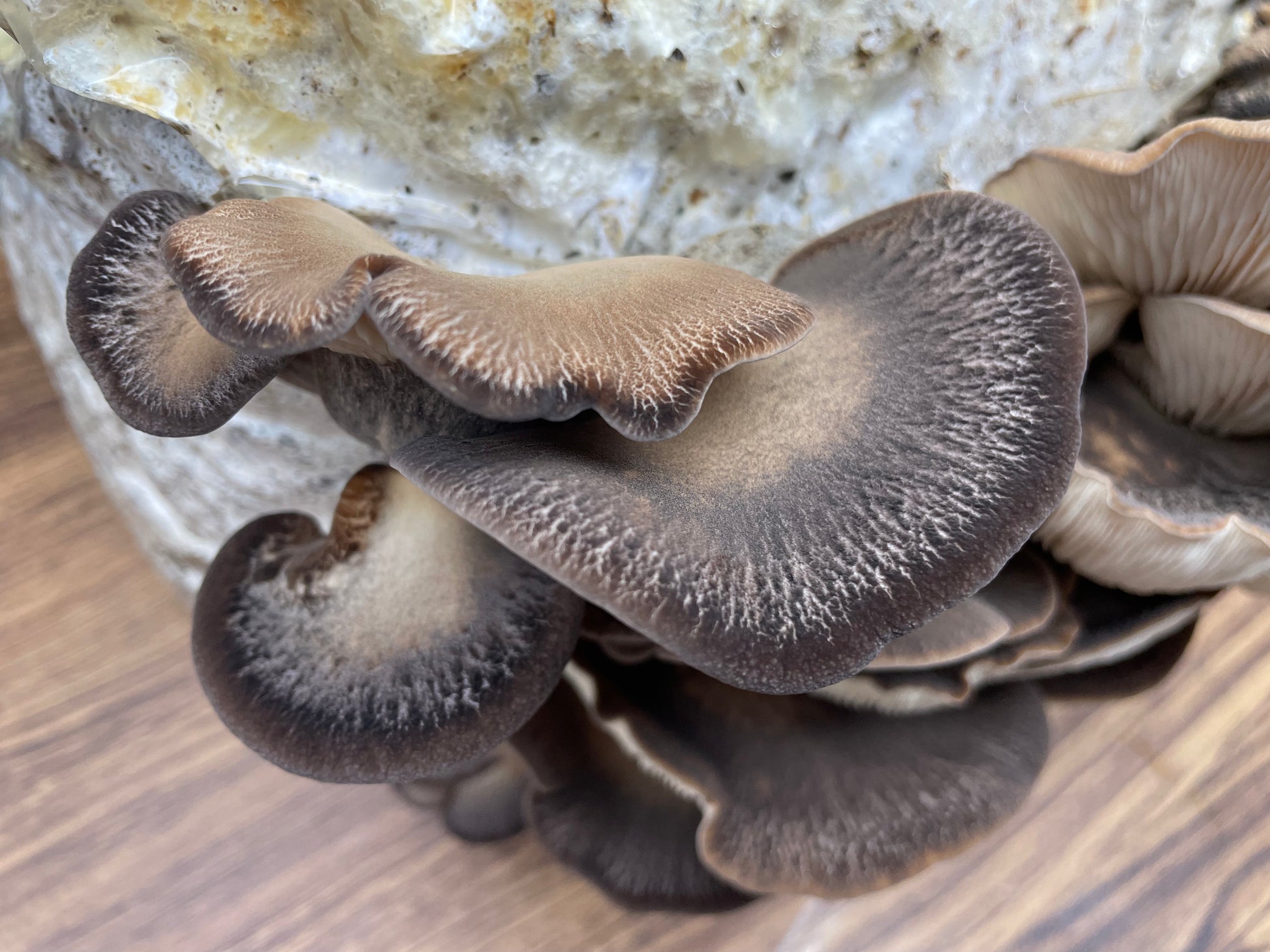 Flüssigmyzel vom Abalone | Pleurotus cystidiosus