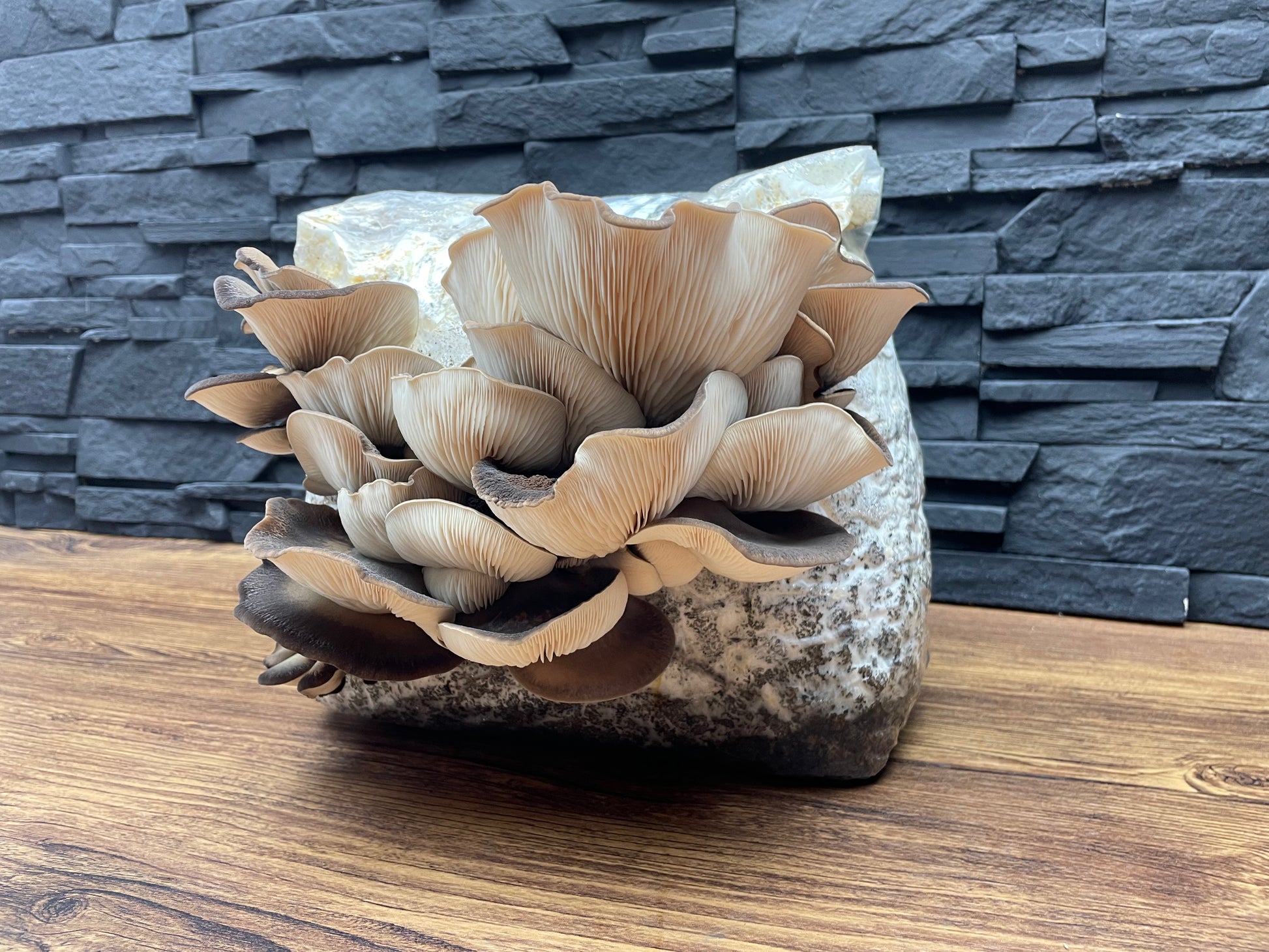 Flüssigmyzel vom Abalone | Pleurotus cystidiosus