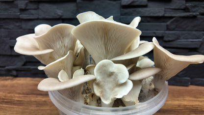 Flüssigmyzel vom wilden Lungenseitling | Pleurotus pulmonarius