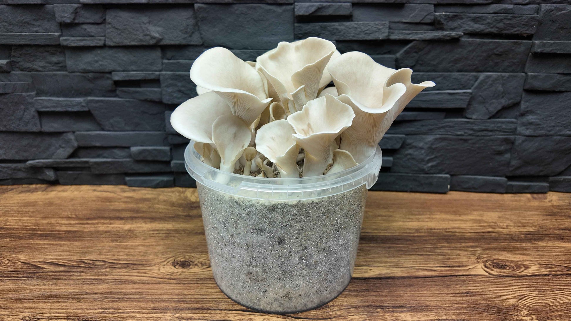 Flüssigmyzel vom wilden Lungenseitling | Pleurotus pulmonarius