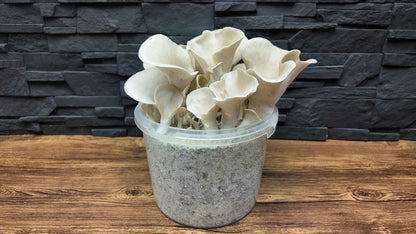 Flüssigmyzel vom wilden Lungenseitling | Pleurotus pulmonarius