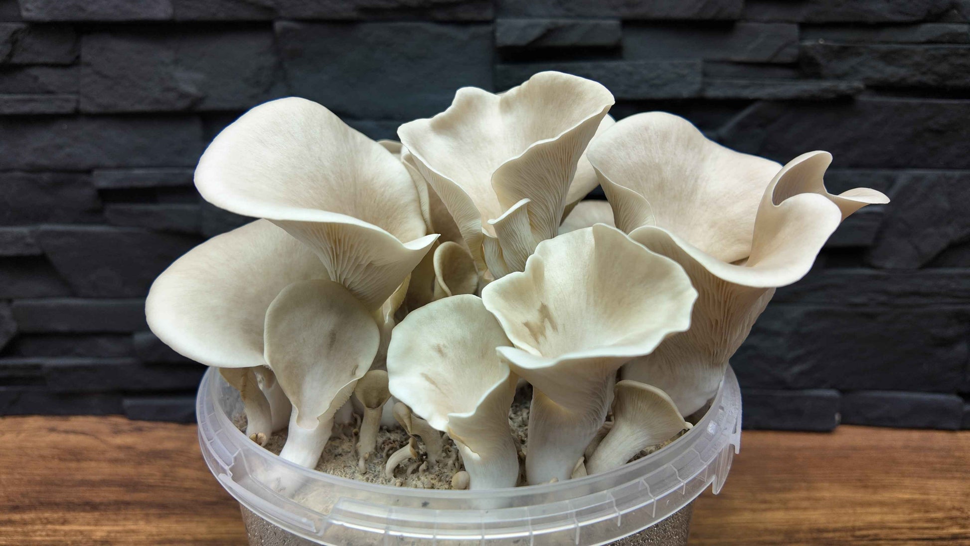 Flüssigmyzel vom wilden Lungenseitling | Pleurotus pulmonarius