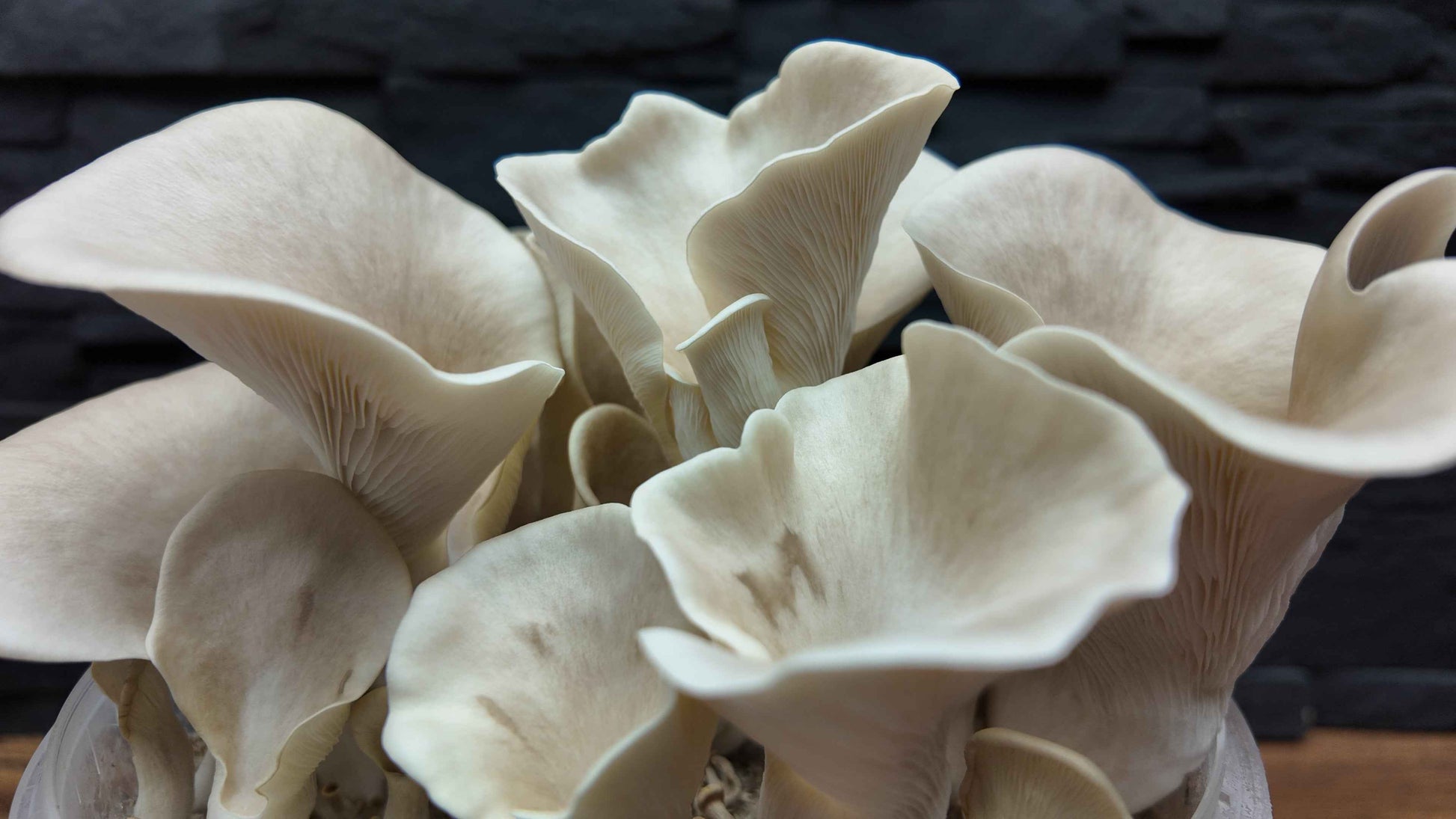 Flüssigmyzel vom wilden Lungenseitling | Pleurotus pulmonarius