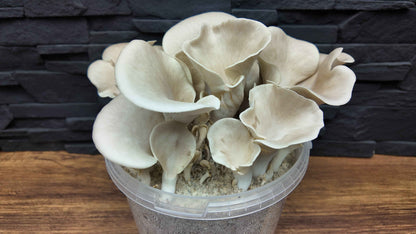 Flüssigmyzel vom wilden Lungenseitling | Pleurotus pulmonarius